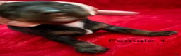 Miniature Dachshund dogs for sale: Miniature Dachshund 4 - Ad 4