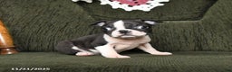 Boston Terrier dogs for sale: Roscoe - Ad 7