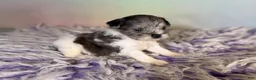 Schnoodle dogs for sale: Penny - Ad 4