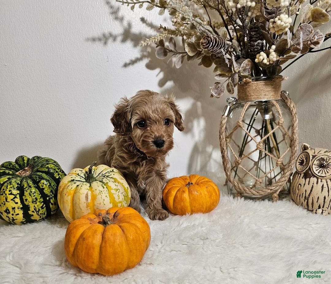 Cavapoo dogs Paprika  - Ad 11