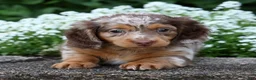 Miniature Dachshund dogs for sale: Bennett - Ad 7
