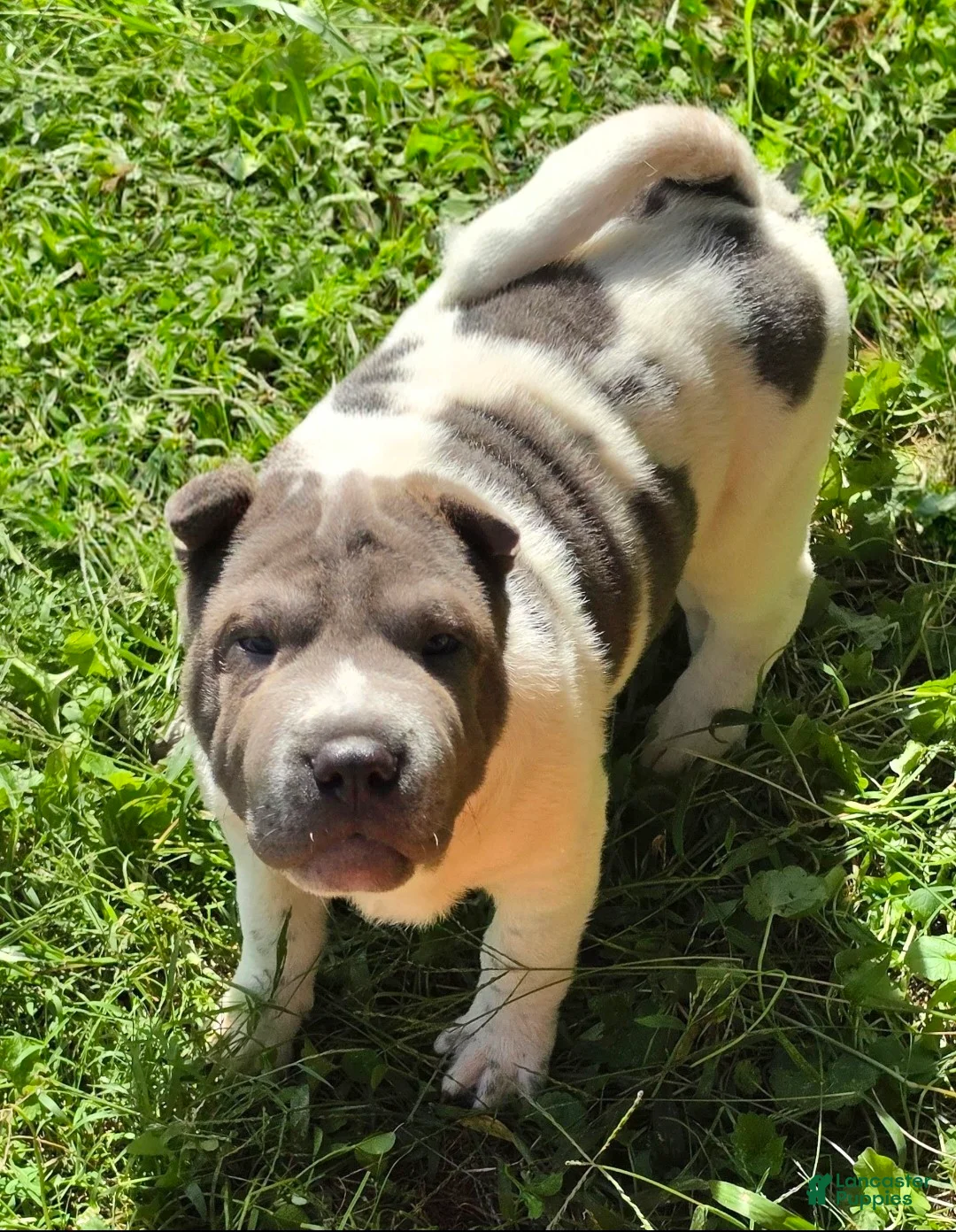 Shar Pei dogs for sale: Blue Berry  - Ad 18