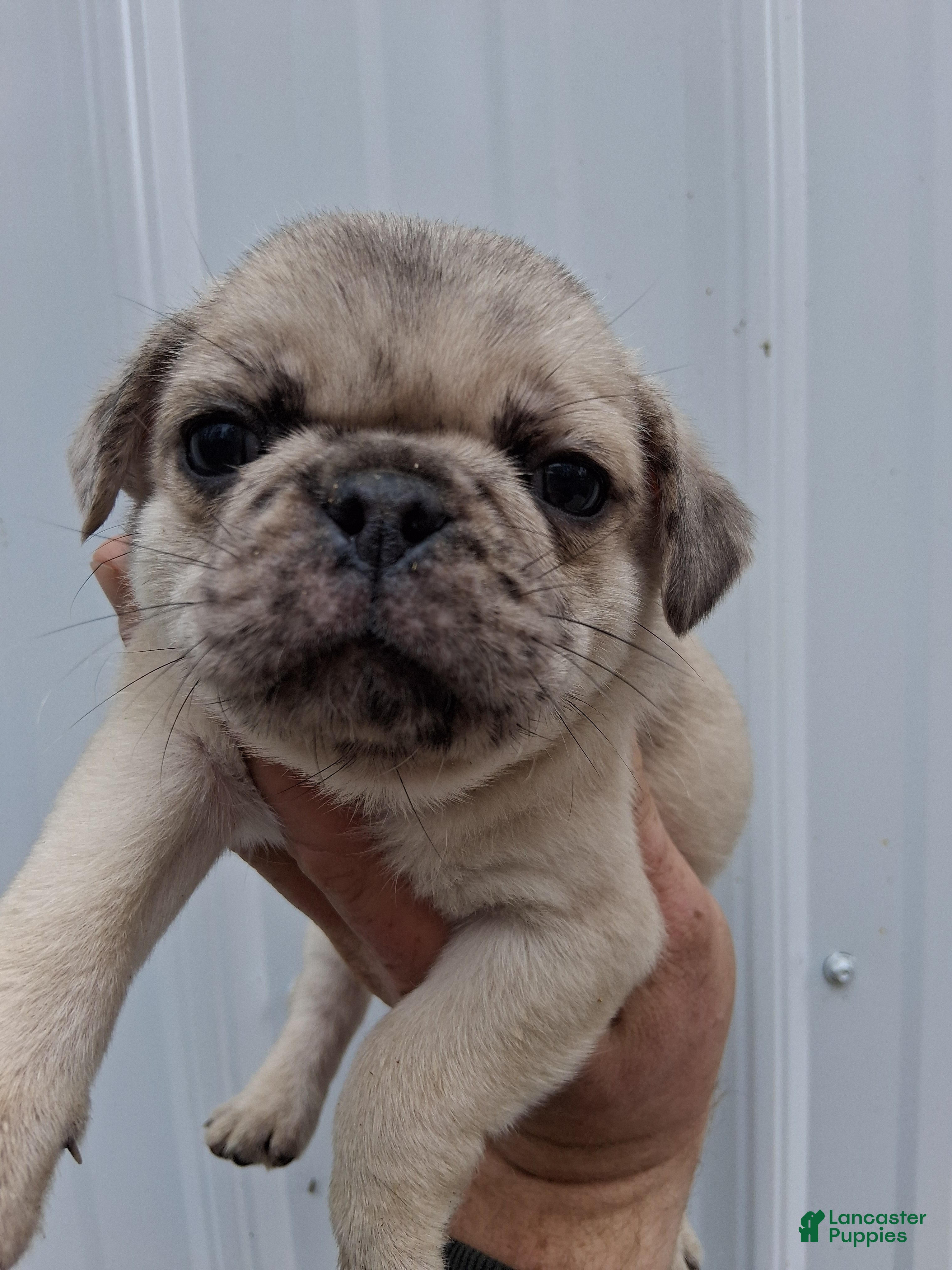 Pug dogs Cooper - Ad 39