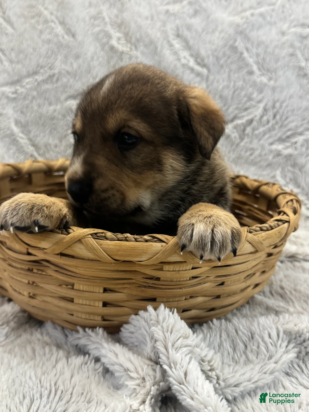 Mixed Breed dogs for sale: Sparkle - Ad 8
