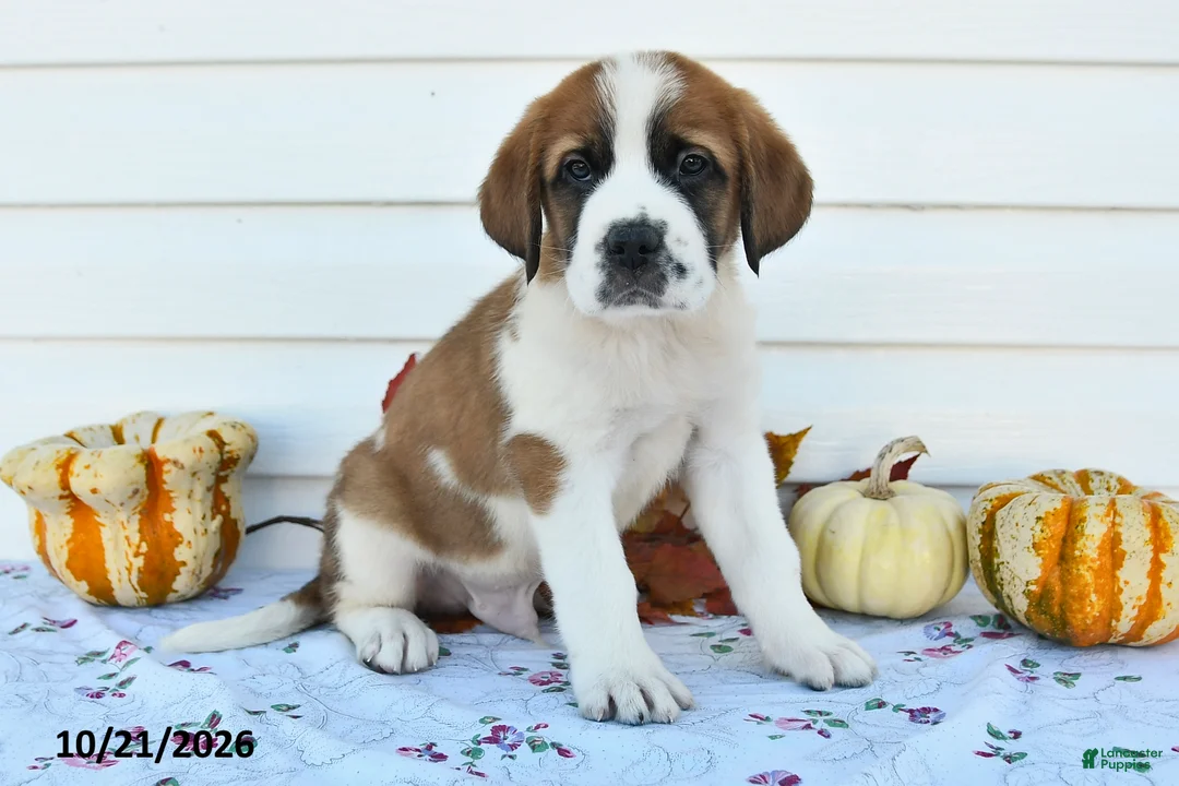 Saint Bernard dogs for sale: Prince - Ad 3