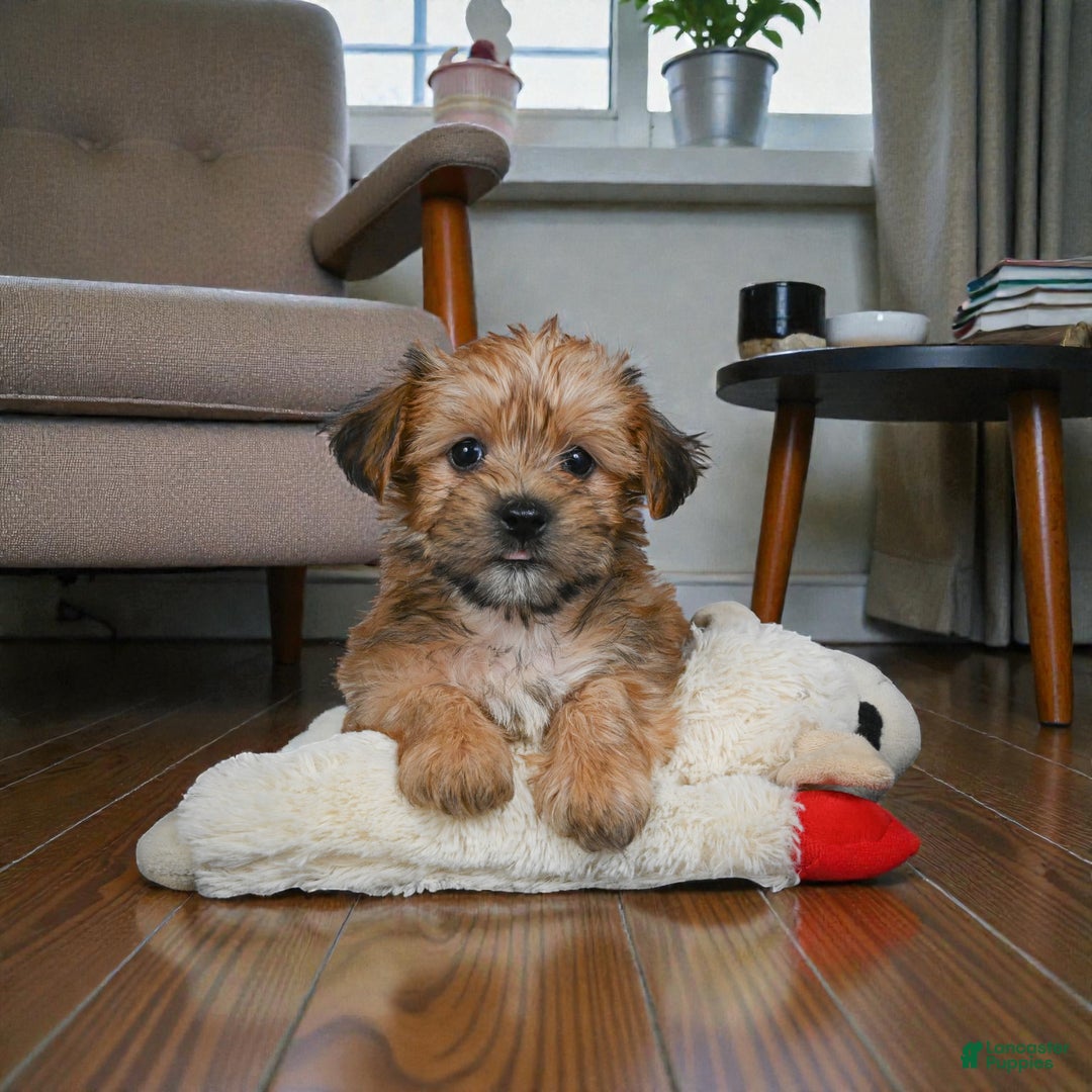 Morkie dogs for sale: CODY - Ad 4
