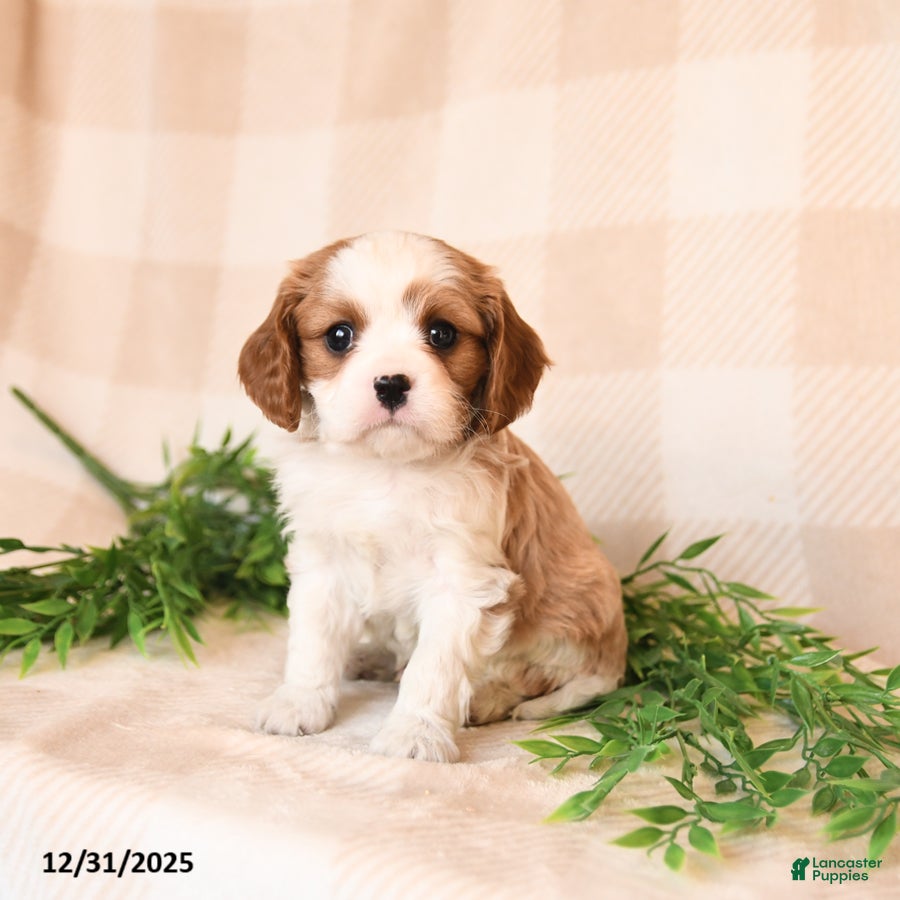 Cavalier King Charles Spaniel dogs Sawyer - Ad 12