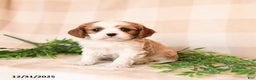 Cavalier King Charles Spaniel dogs for sale: Sawyer - Ad 1