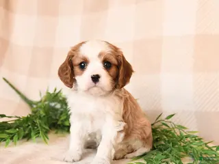 Cavalier King Charles Spaniel dogs Sawyer - Ad 41