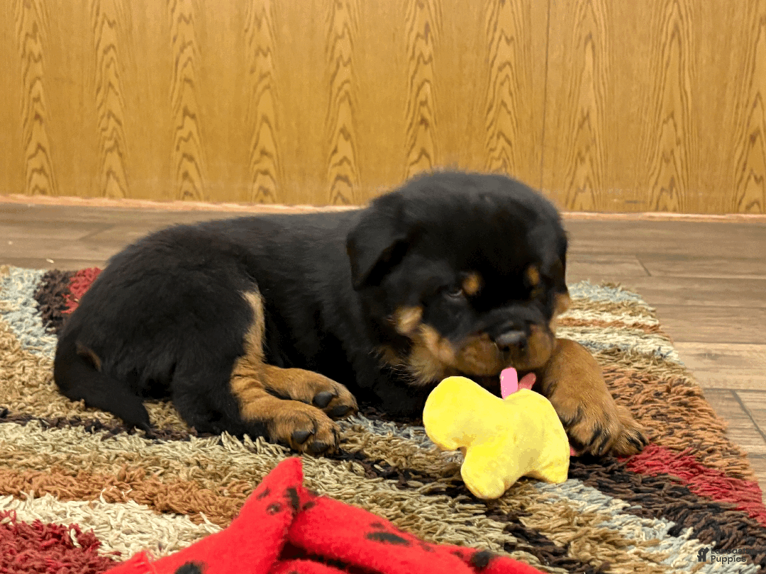 Rottweiler dogs for sale: Rollo - Ad 2