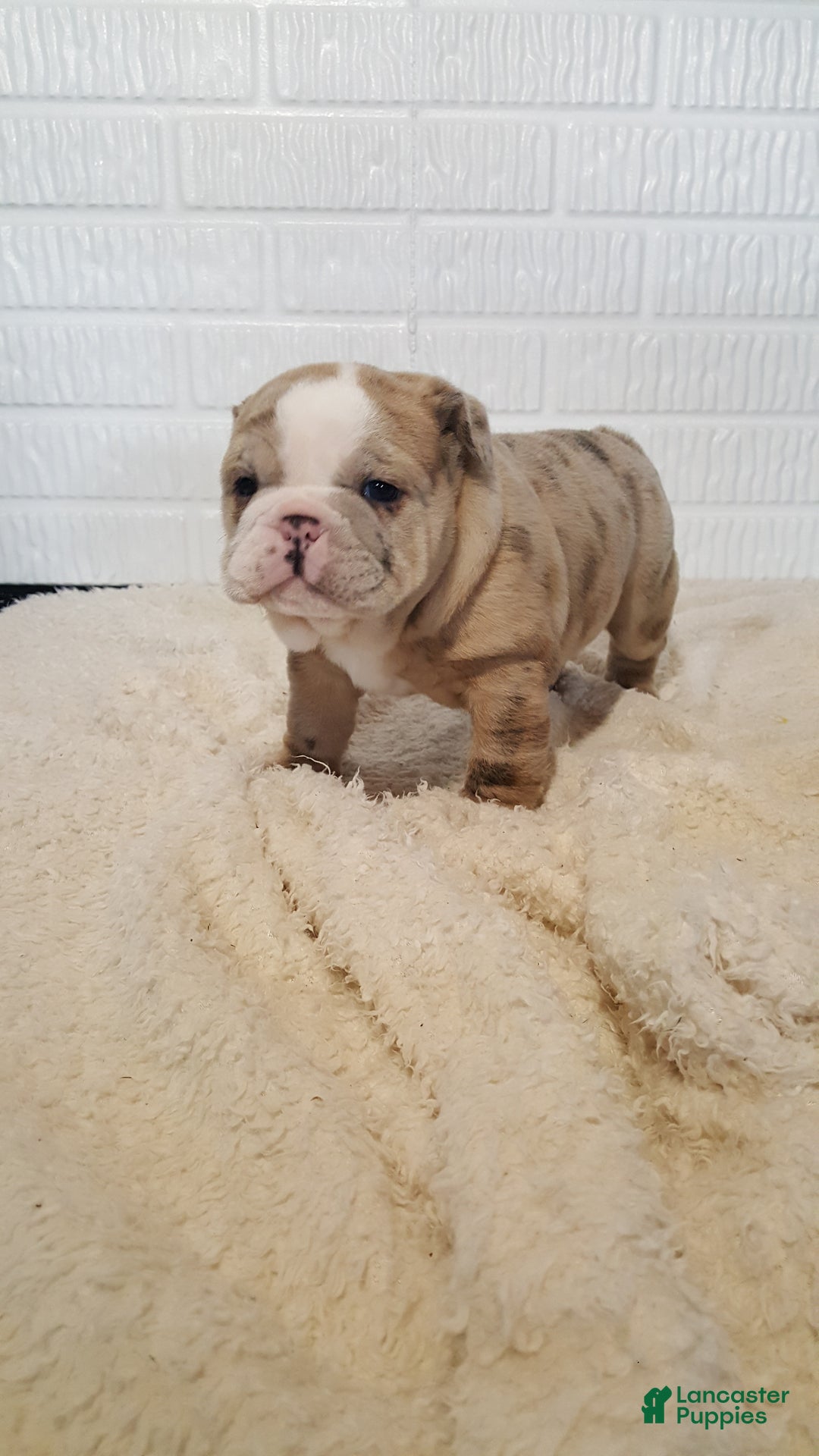 English Bulldog dogs for sale: Anja - Ad 6