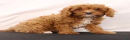 Cavapoo dogs for sale: Liz - Ad 6