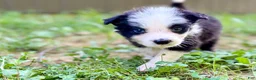Border Collie dogs for sale: Beck - Ad 2