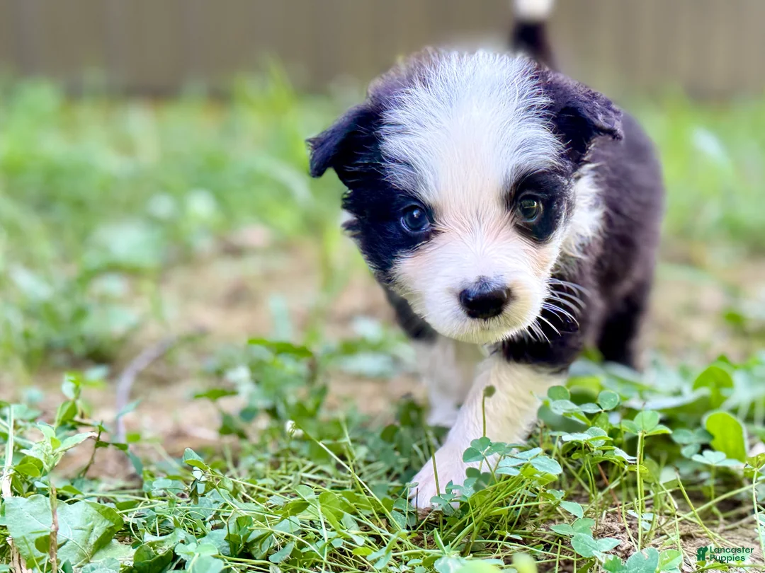 Border Collie dogs for sale: Beck - Ad 2