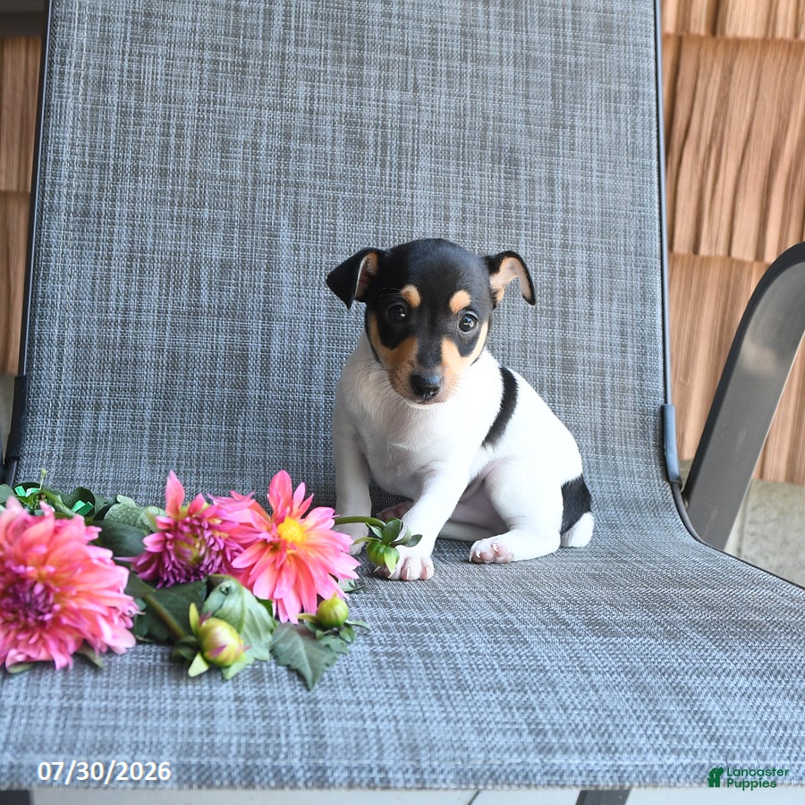Toy Fox Terrier dogs Chad - Ad 1