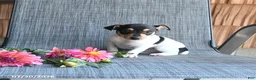 Toy Fox Terrier dogs for sale: Chad - Ad 1