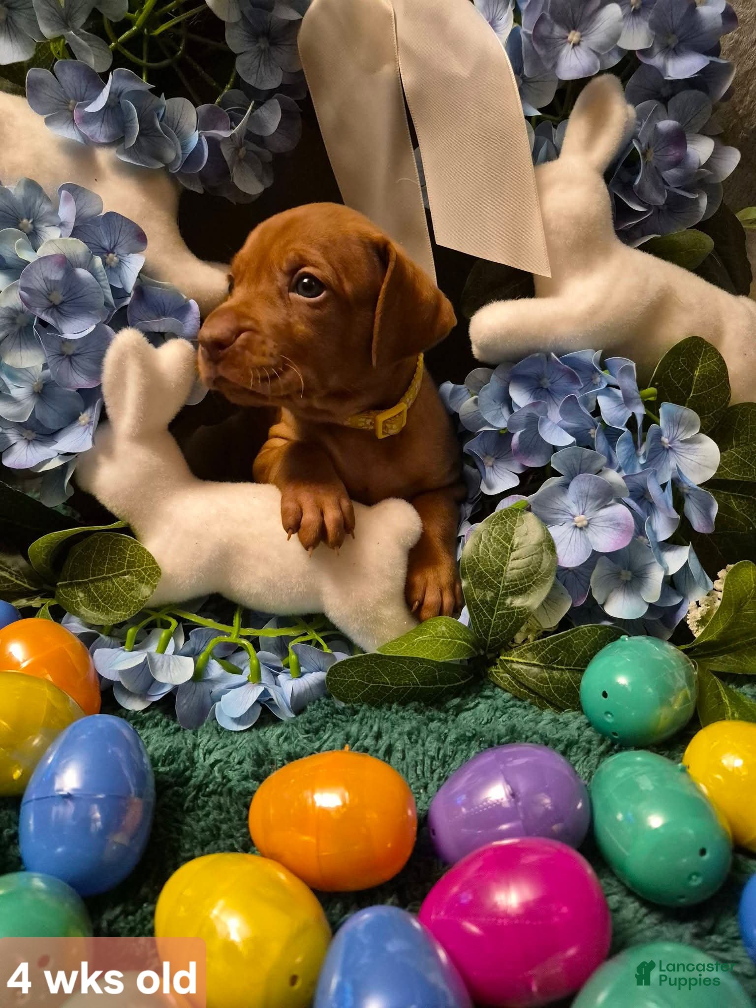 Vizsla dogs Yellow Collar - Ad 9