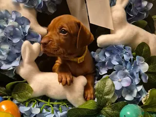 Vizsla dogs Yellow Collar - Ad 9