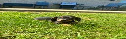 Miniature Dachshund dogs for sale: Todd - Ad 5