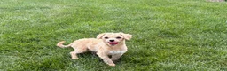 Maltipoo dogs for sale: Tiny - Ad 6