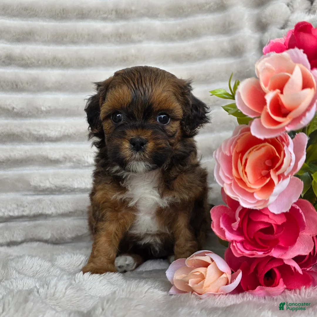 Shihpoo dogs for sale: Cuddles - Ad 1