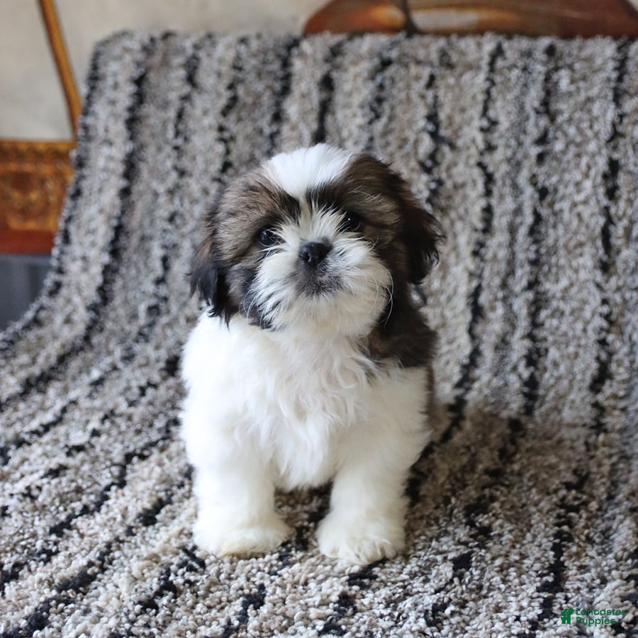 Shih Tzu dogs Rosie - Ad 1