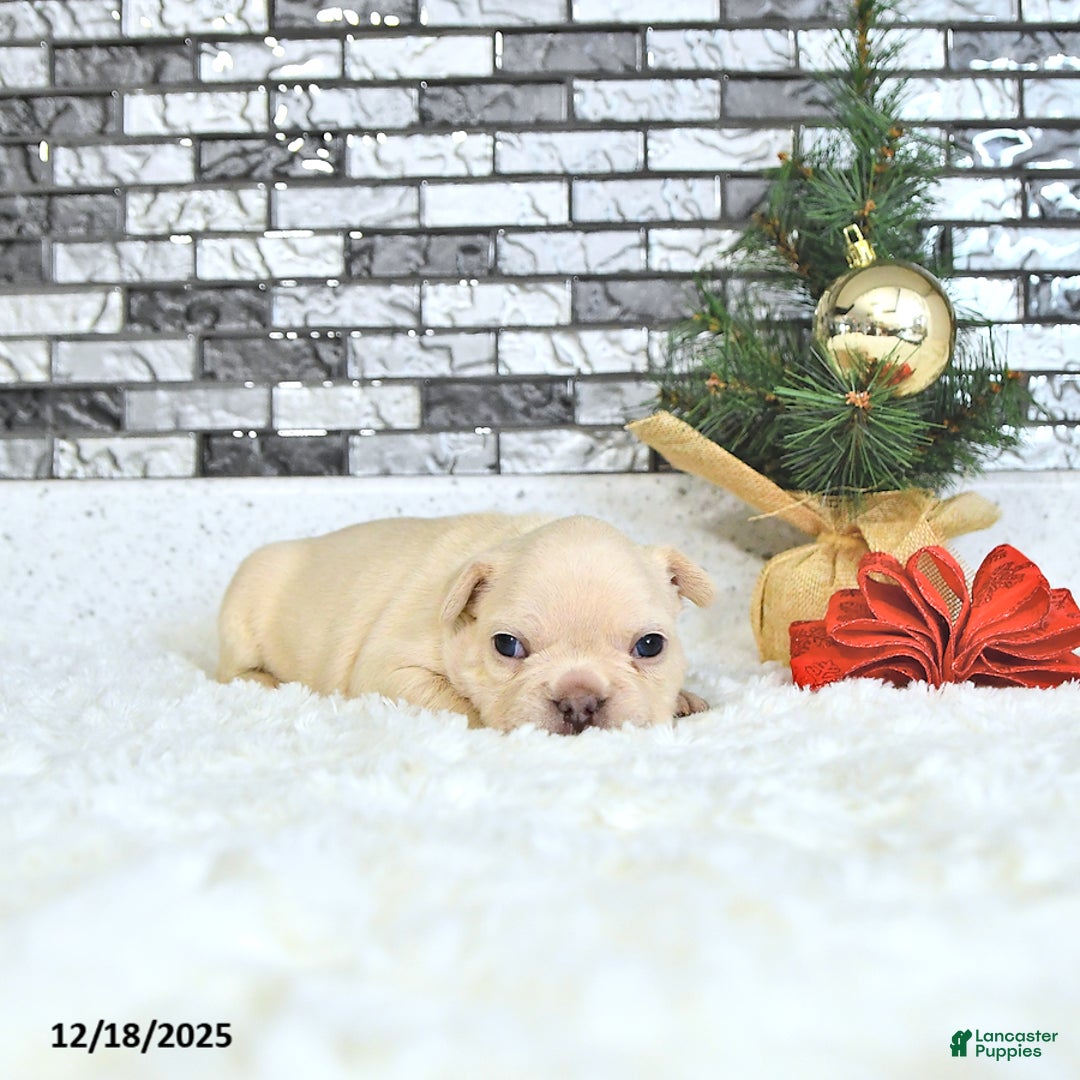 French Bulldog dogs for sale: Lulu - Ad 3