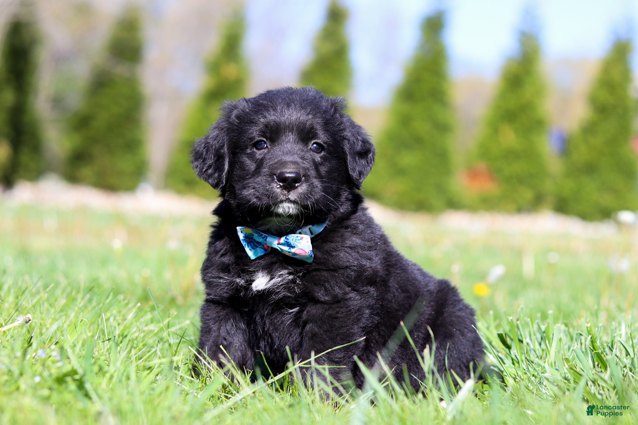 Mixed Breed dogs Ranger - Ad 1