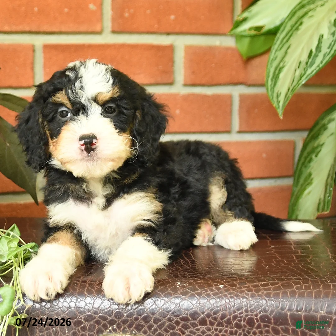 Bernedoodle dogs for sale: James   - Ad 2