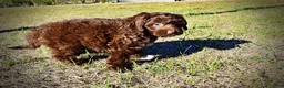 Havapoo dogs for sale: Precious - Ad 11