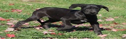 Great Dane dogs for sale: Great Dane Puppy 5 - Ad 3