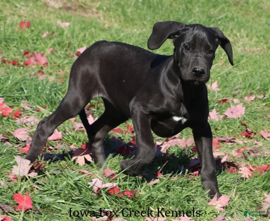 Great Dane dogs for sale: Great Dane Puppy 5 - Ad 3