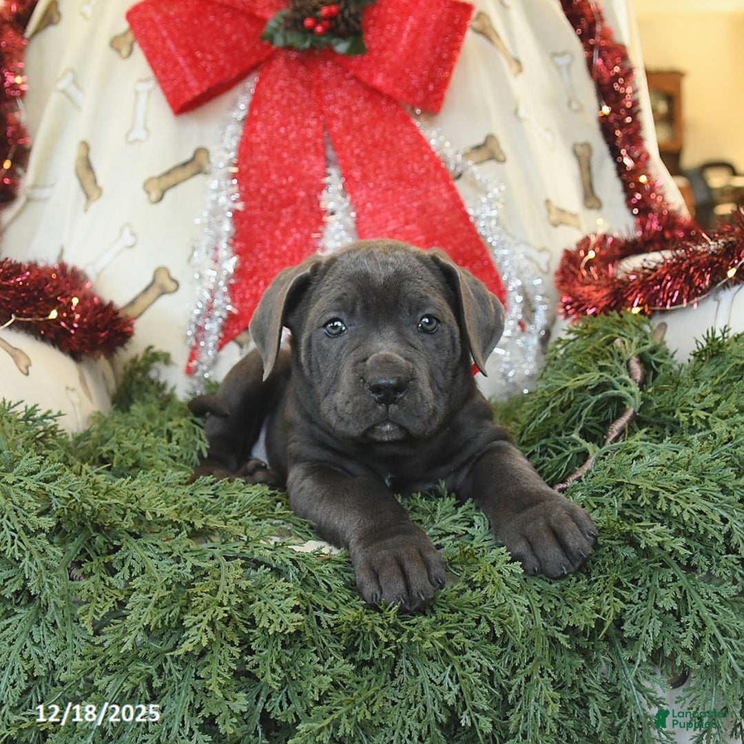 Cane Corso dogs for sale: Paris  - Ad 2