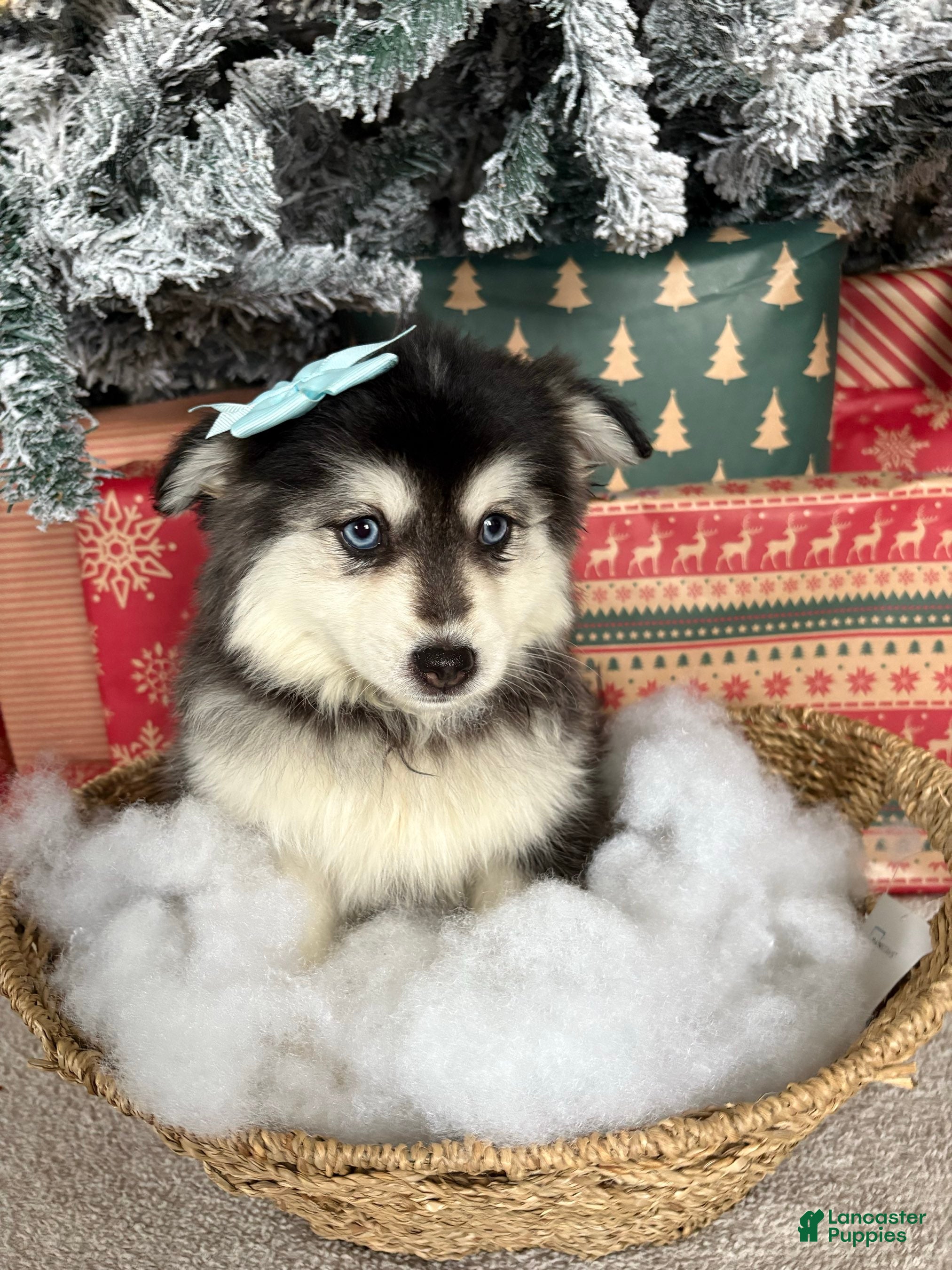 Pomsky dogs Glacier Girl - Ad 12