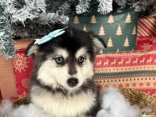 Pomsky dogs Glacier Girl - Ad 6