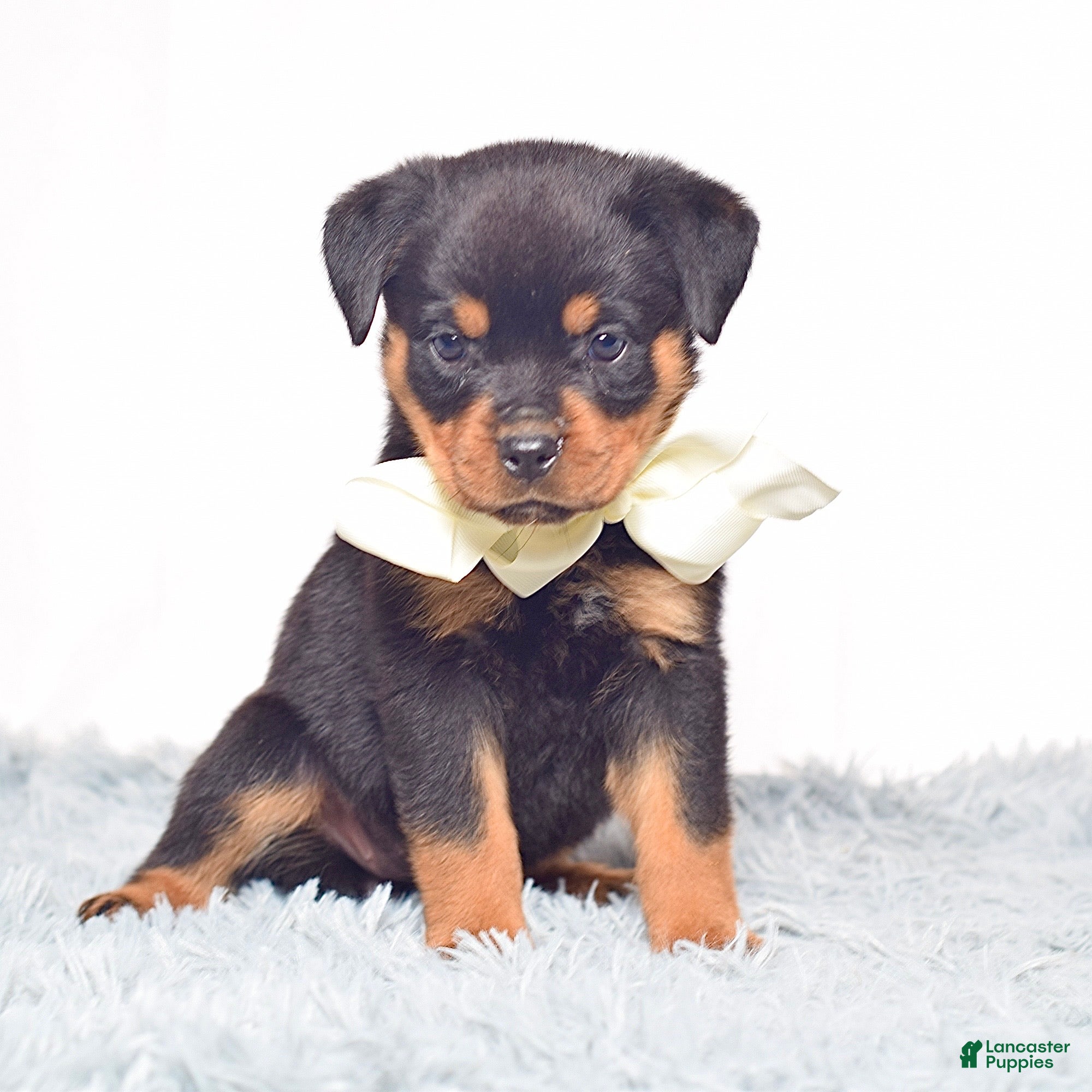 Rottweiler dogs Raven - Ad 2