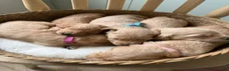Goldendoodle dogs for sale: Sarah - Ad 6
