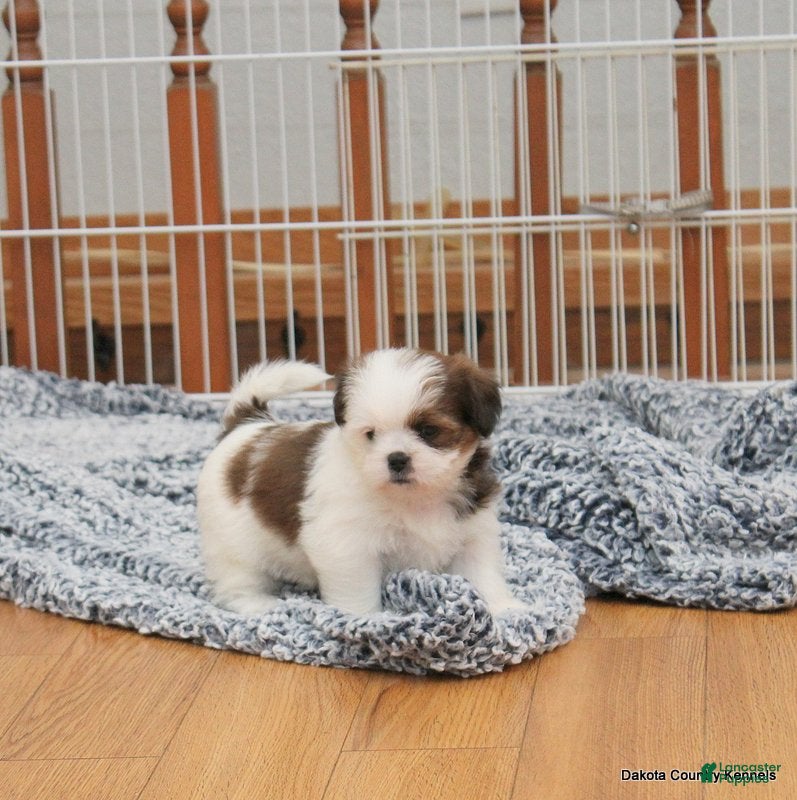 Malshi dogs Bella - Ad 1