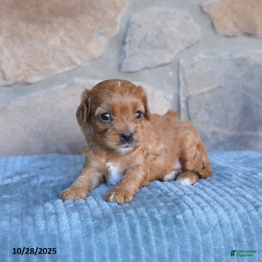 Cavapoo dogs for sale: Faye - Ad 10