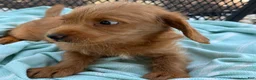Mini Goldendoodle dogs for sale: Gus - Ad 9