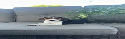 Beagle dogs for sale: Trinity  - Ad 4