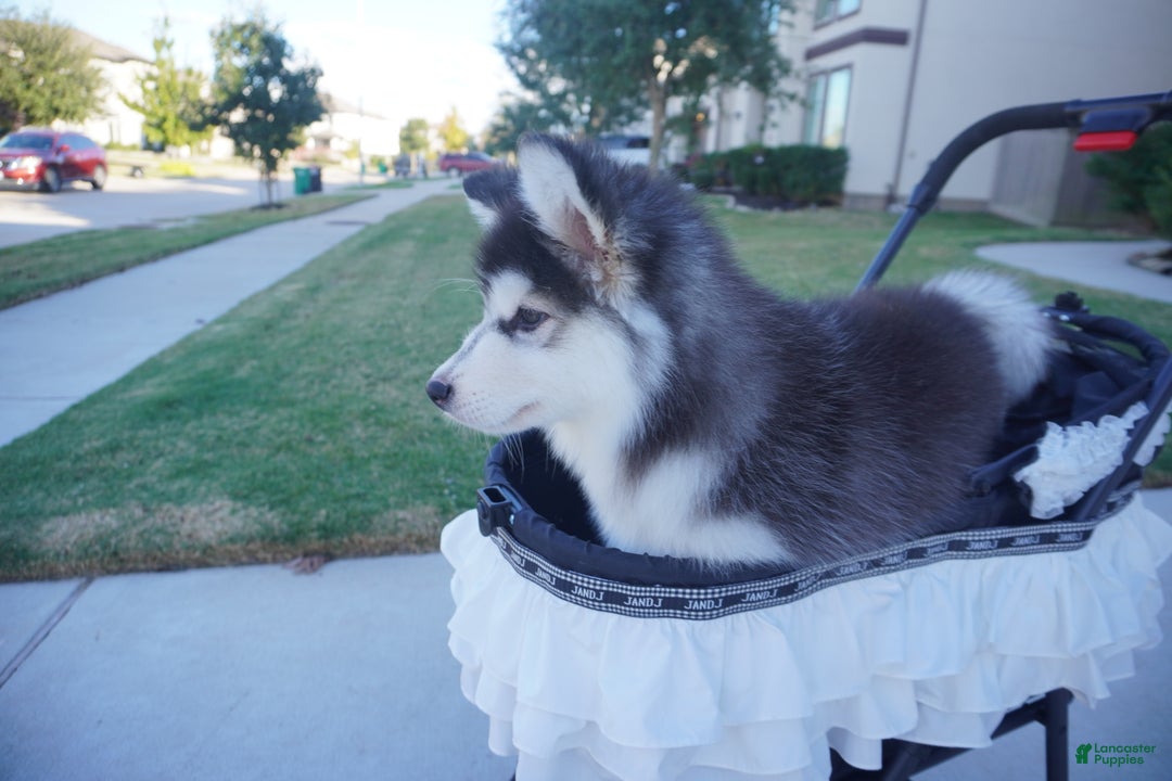 Alaskan Malamute dogs for sale: Xiao Hong - Ad 11
