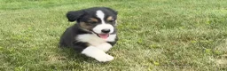 Miniature Australian Shepherd dogs for sale: Miniature Australian Shepherd Puppy 6 - Ad 6