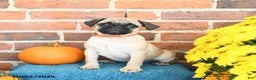 Pug dogs for sale: Goldie - Ad 18