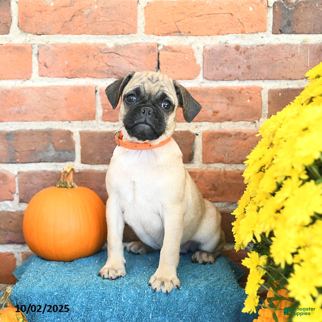 Pug dogs for sale: Goldie - Ad 18