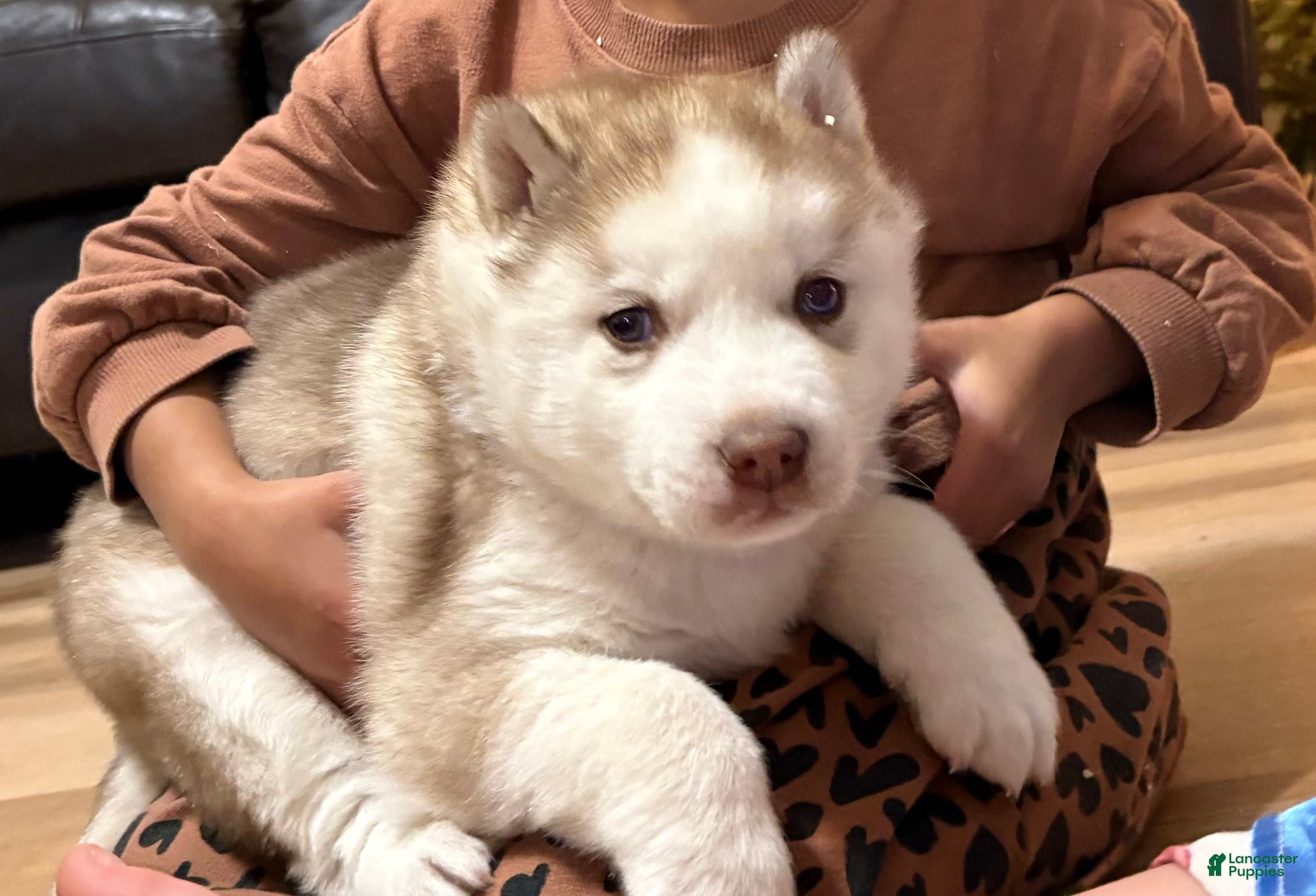 Mixed Breed dogs David - Ad 10