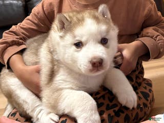 Mixed Breed dogs David - Ad 9