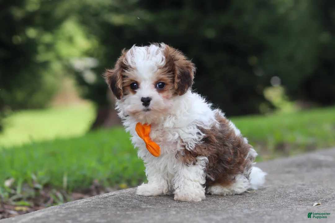 Maltipoo dogs for sale: Benji - Ad 5