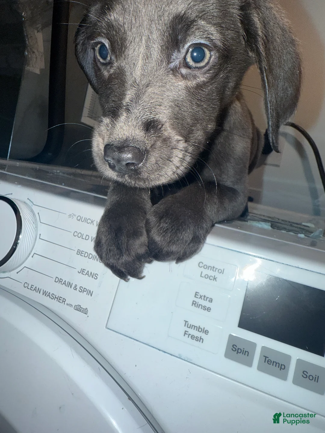 Mixed Breed dogs for sale: Mixed Breed Puppy 3 - Ad 2
