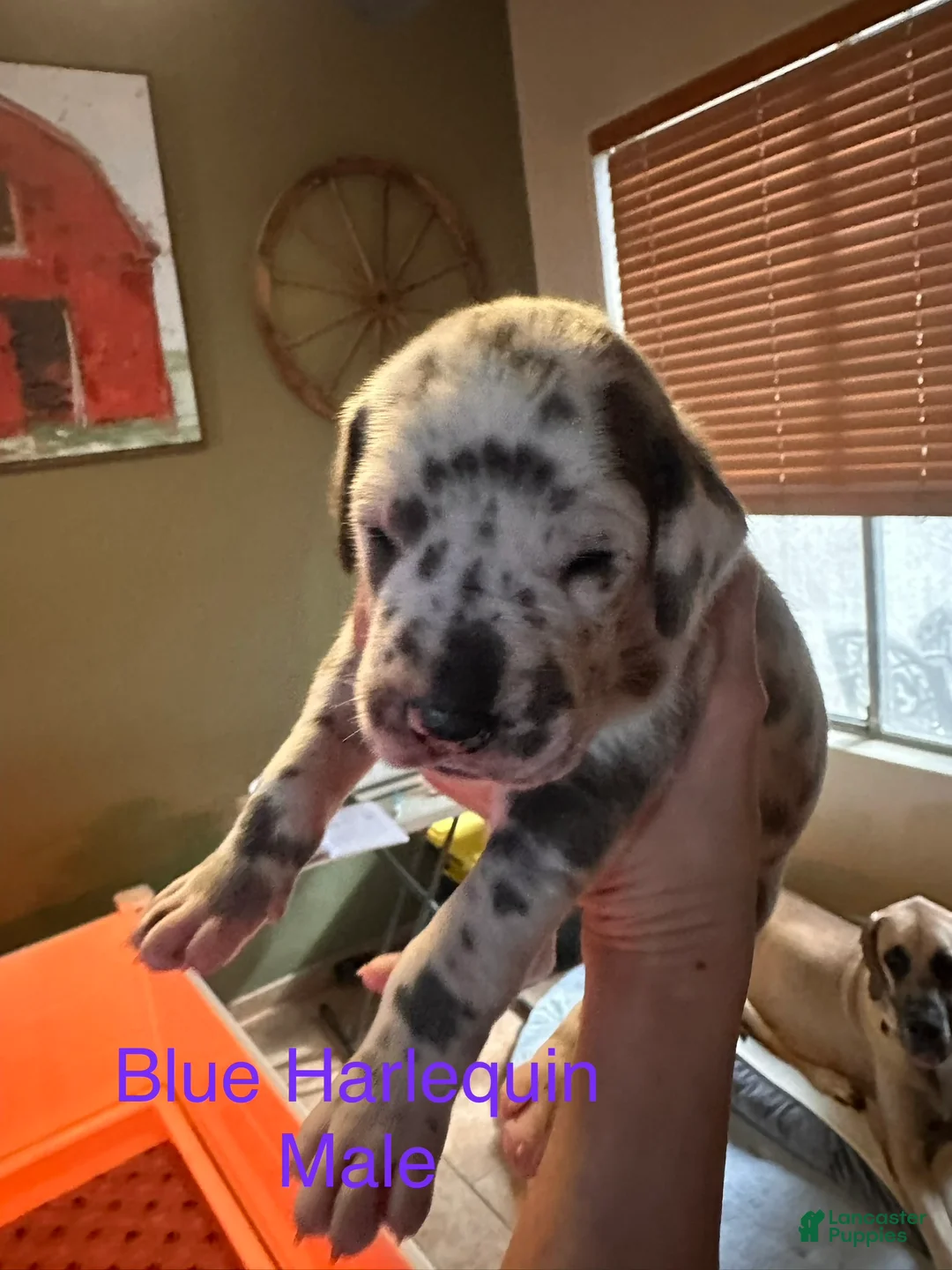 Great Dane dogs for sale: Great Dane 8 - Ad 1